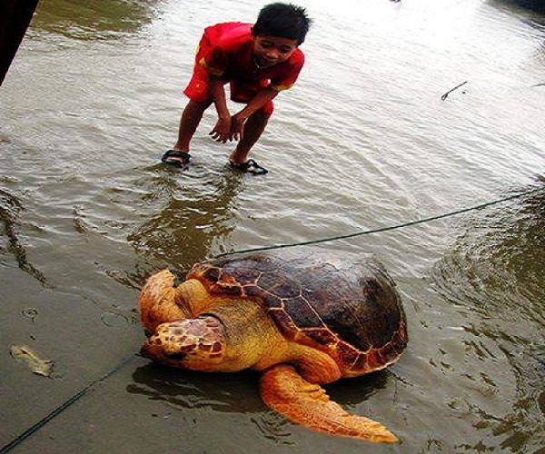 Nhiều người dân, du khách đau xót khi thấy rùa biển chết