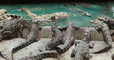 Mơ thấy cá sấu là điềm báo lành hay dữ?