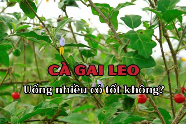 Có nên uống cà gai leo hàng ngày sử dụng sao cho đúng