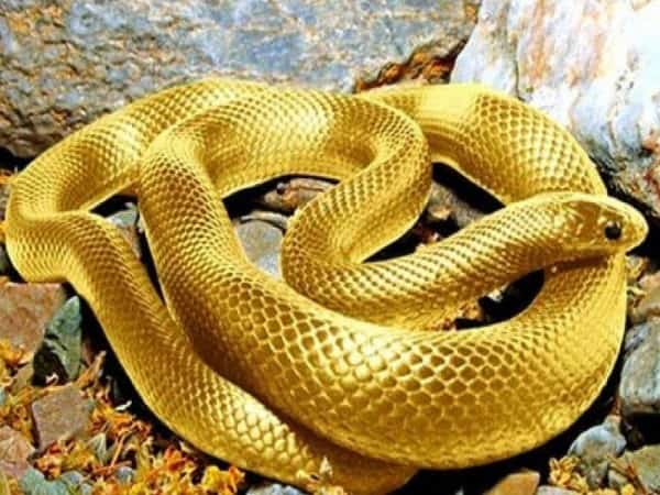 Giấc mơ thấy rắn vàng điềm báo những thay đổi quan trọng Giấc mơ thấy rắn vàng điềm báo những thay đổi quan trọng