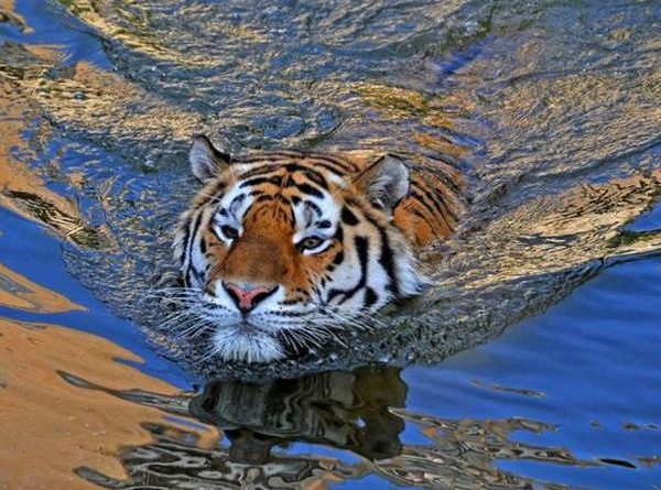 Tăng cát lành với số thần tài tuổi Mậu Dần 25/9/2025